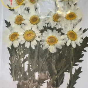 Sobre De Flores